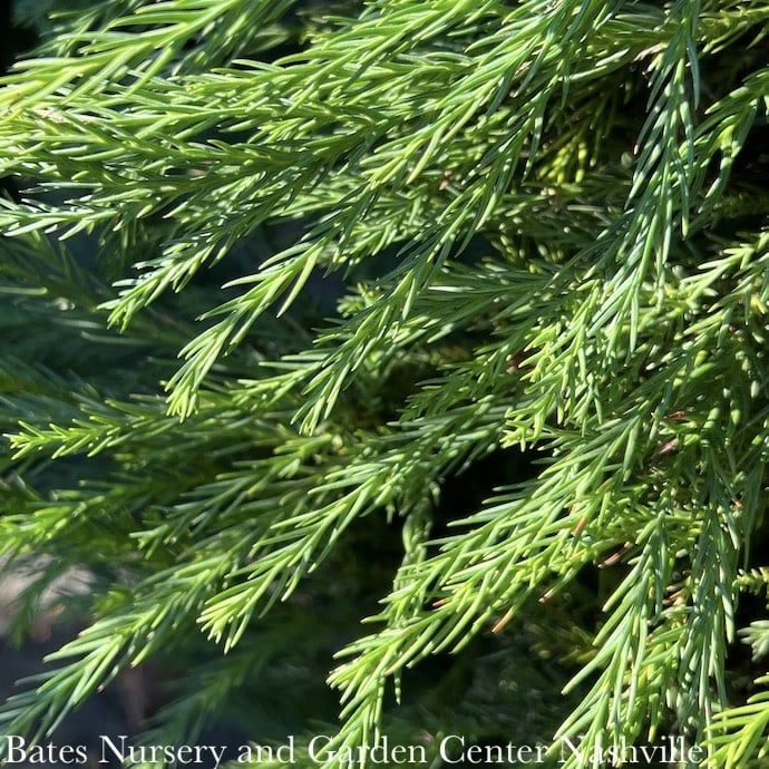 #15 Cryptomeria japonica Yoshino/ Japanese False Cedar