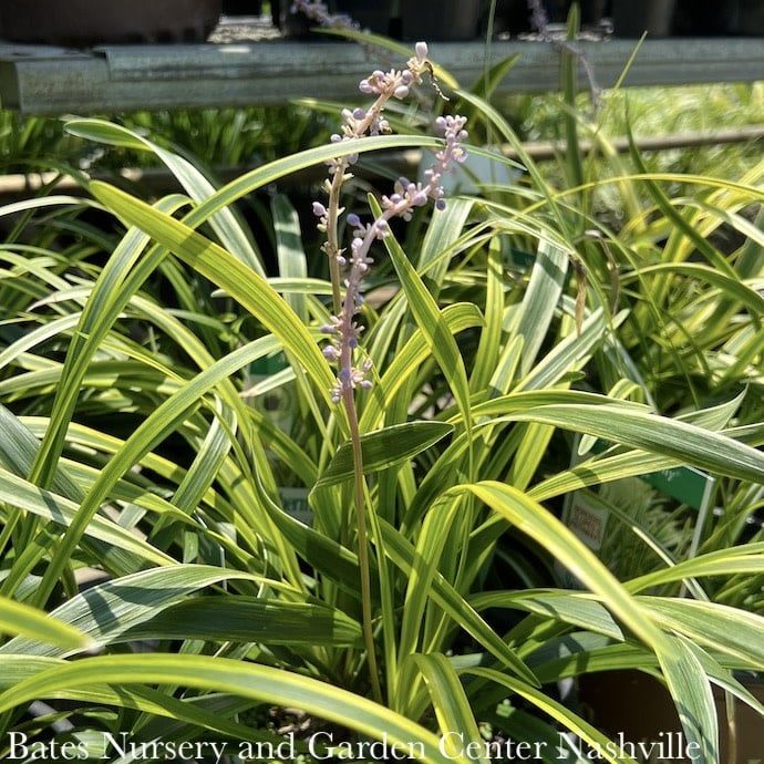 #1 Liriope muscari SL Marc Anthony/ Variegated Monkey Grass