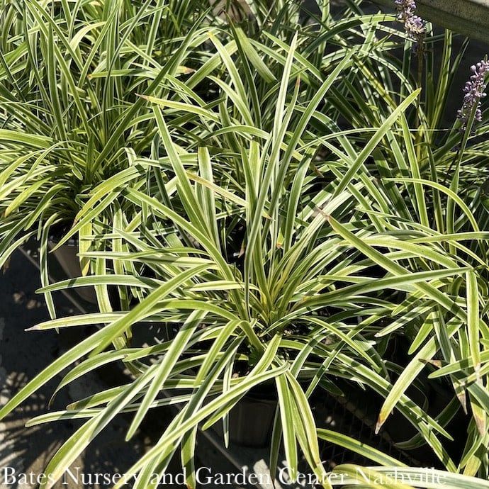 #1 Liriope muscari SL Marc Anthony/ Variegated Monkey Grass