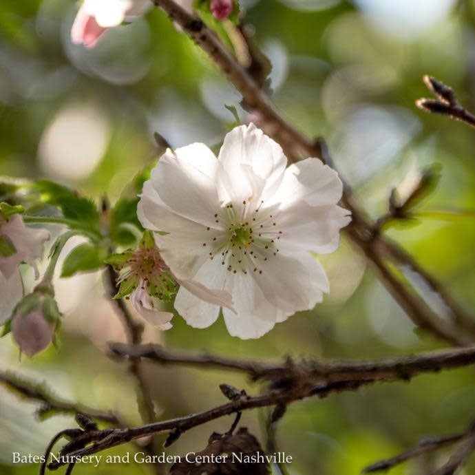 #15 Prunus subhirtella Autumnalis/ Semi-Double White to Pale Pink Flowering Cherry