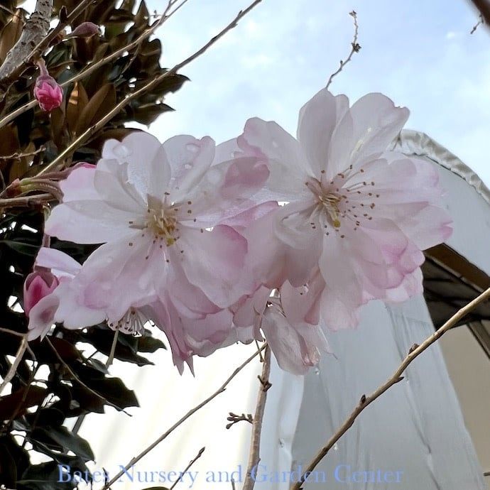 #15 Prunus subhirtella Autumnalis/ Semi-Double White to Pale Pink Flowering Cherry
