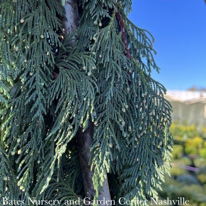 6-7ft Chamaecyparis nootka Green Arrow/ Weeping Alaskan Cedar
