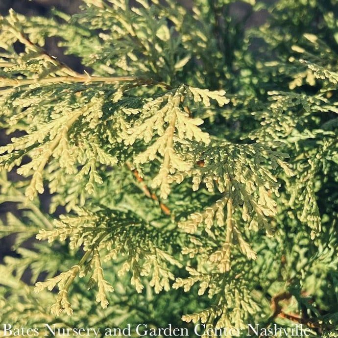 #3 Chamaecyparis obt SL Night Light/ Hinoki Falsecypress