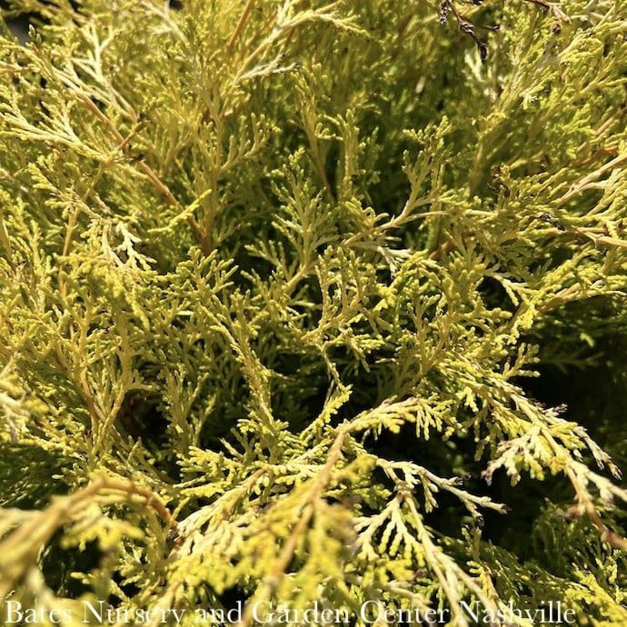 #3 Chamaecyparis obt SL Night Light/ Hinoki Falsecypress