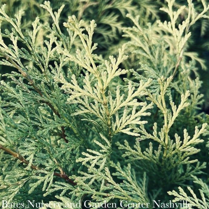 #3 Chamaecyparis obt SL Night Light/ Hinoki Falsecypress