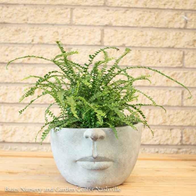 Pot 1/2 Face Planter Sml 9x9 Cement