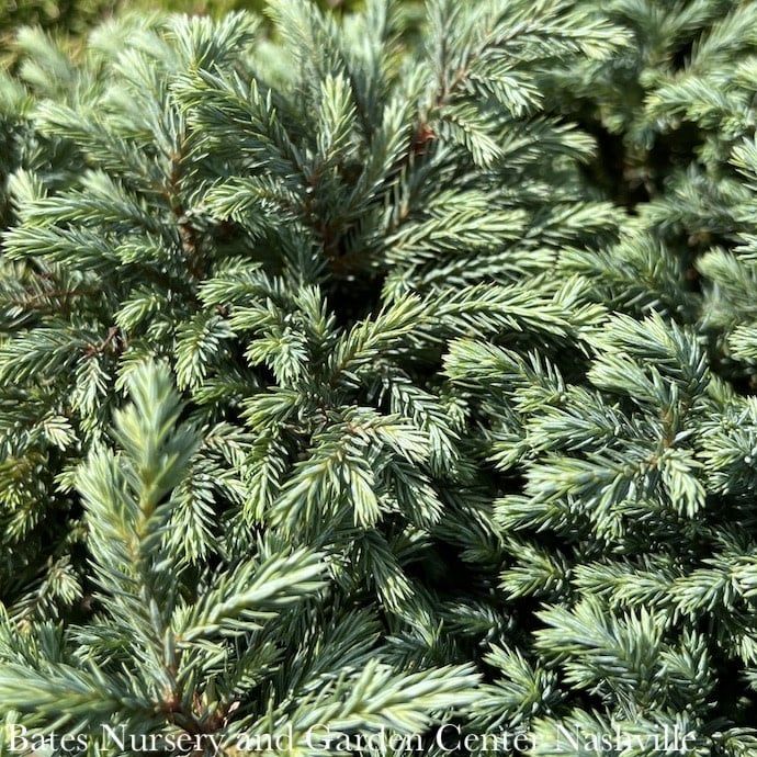 LPP(4p) Chamaecyparis pis Blue Moon/ Sawara Falsecypress