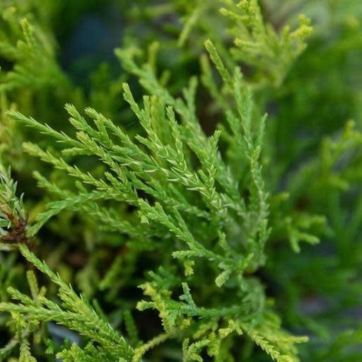 #3 Chamaecyparis pis Golden Mop/ Threadleaf Falsecypress