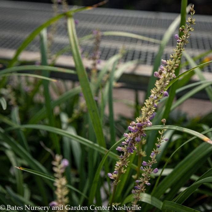 #1 Liriope muscari Super Blue/ Monkey Grass