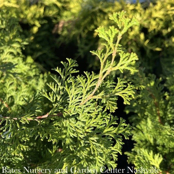 #5 Chamaecyparis obtusa/ Hinoki Falsecypress