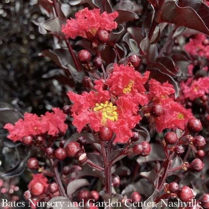 #3 Lagerstroemia Ebony Flame/ Dark-red Semi-dwarf Crape Myrtle