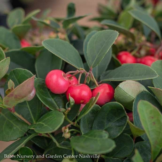 #1 Gaultheria procumbens Cherry Berries/ Creeping Wintergreen Native (TN)