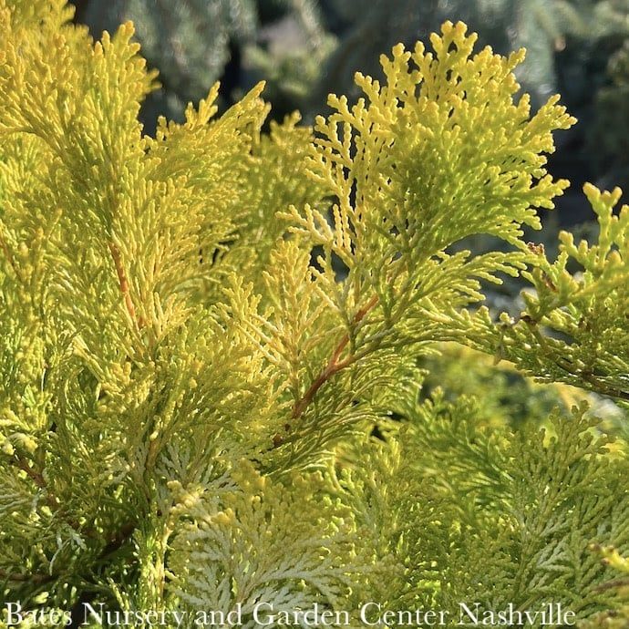 QP Chamaecyparis obt Crippsii/ Golden Hinoki Falsecypress