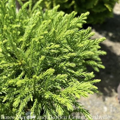 3 Cryptomeria j. ‚ÄòGlobosa Nana‚Äô/Dwarf Globe Japanese False Cedar