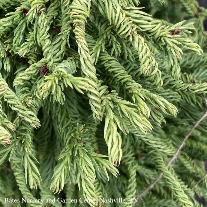 #3 Cryptomeria japonica Spiralis/ Granny&#39;s Ringlets Japanese False Cedar