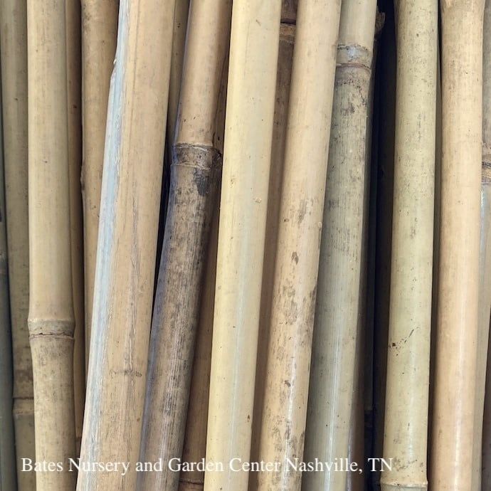 6&#39; Bamboo Stake -  Natural /Plant Stake