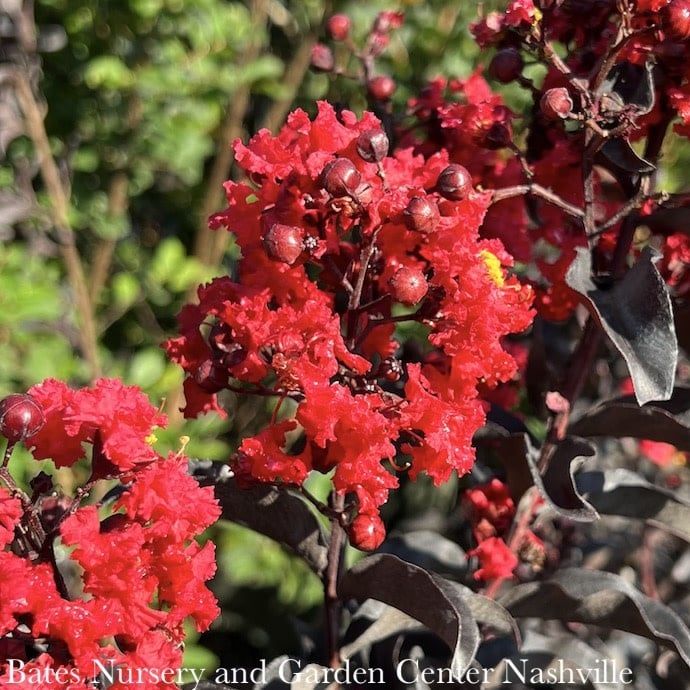 #3 Lagerstroemia ind PW Center Stage &#39;Red&#39;/ Semi-dwarf Crape Myrtle