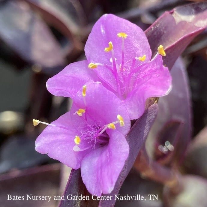 Tropical #1 Setcreasea Pallida/ Purple Heart