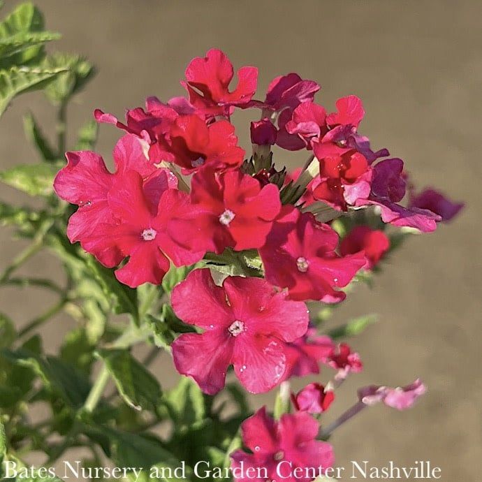 QP Verbena x Endurascape &#39;Hot Pink&#39;/ Annual Not Hardy
