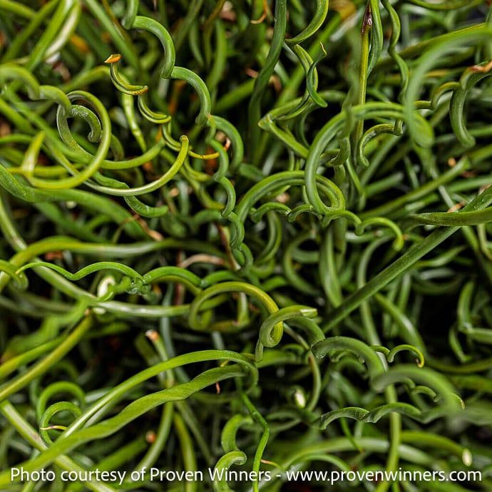 #1 Juncus eff Curly Wurly/ Corkscrew Rush Native (TN)