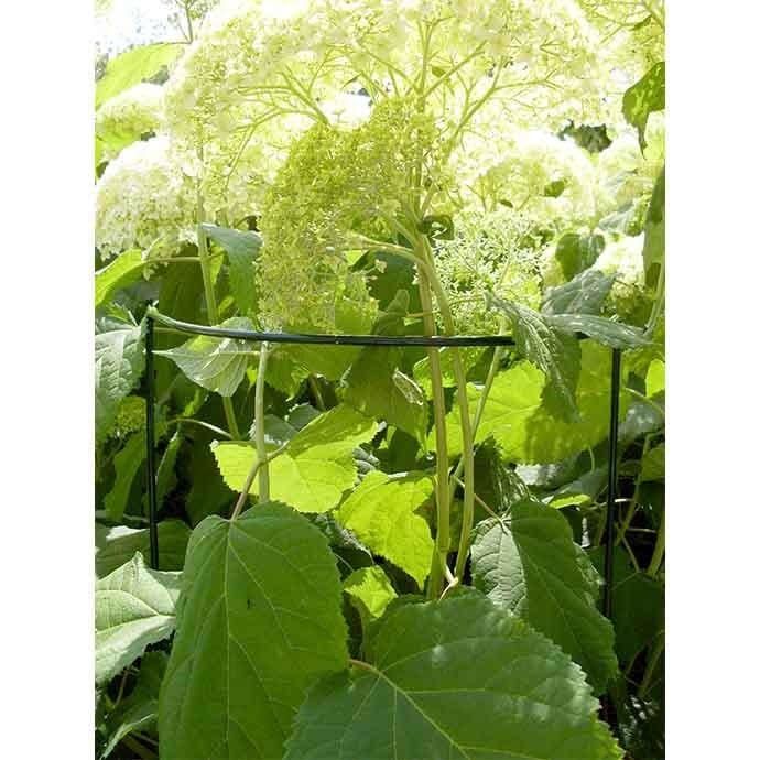 Plant / Border Support 20&quot; Half Loop