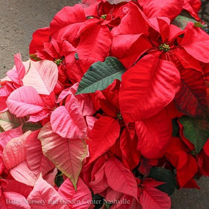 8p Pot Poinsettia Assortment