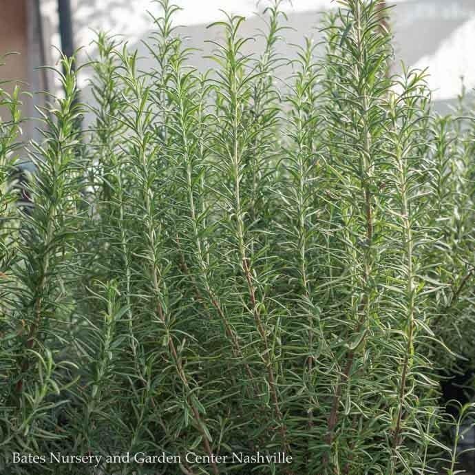 #3 Rosmarinus SL Chef's Choice/ Rosemary - No Warranty