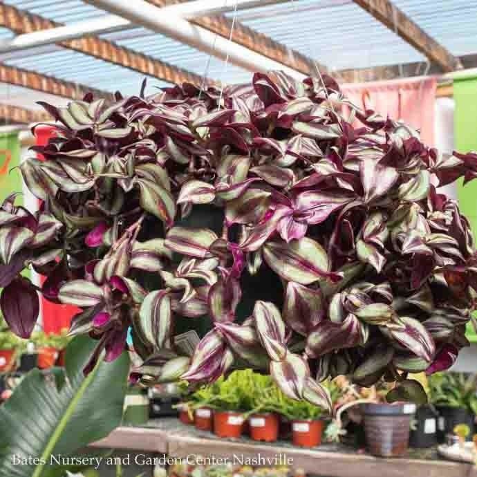 6HB Annual Tradescantia Asst Hanging Basket /Tropical