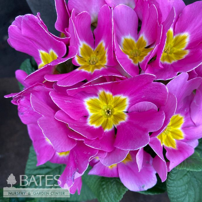 4P Primula/ Primrose Assortment