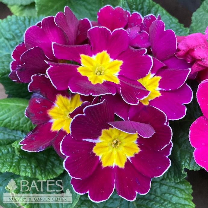 4P Primula/ Primrose Assortment