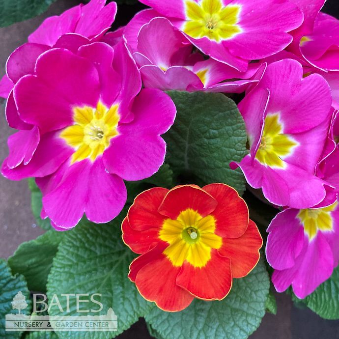 4P Primula/ Primrose Assortment