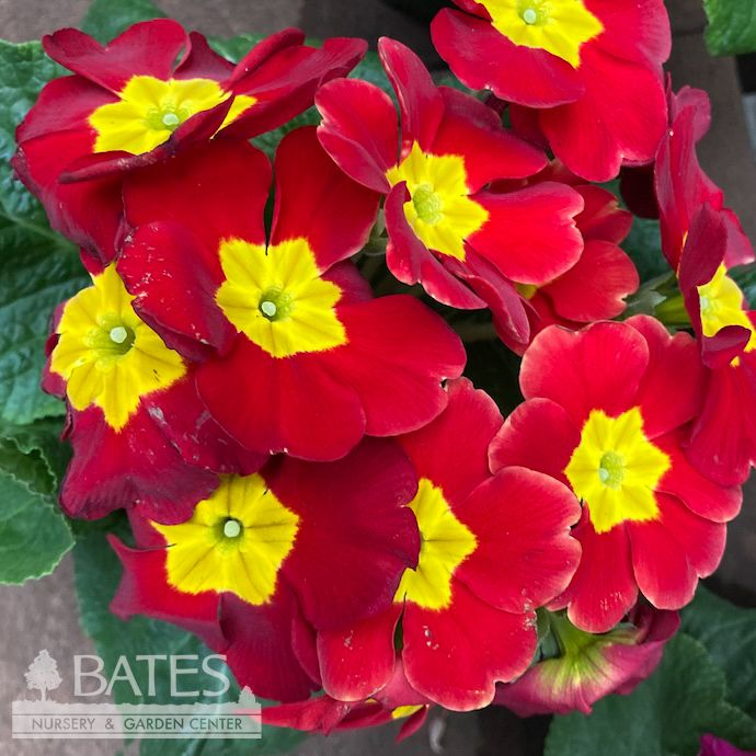 4P Primula/ Primrose Assortment