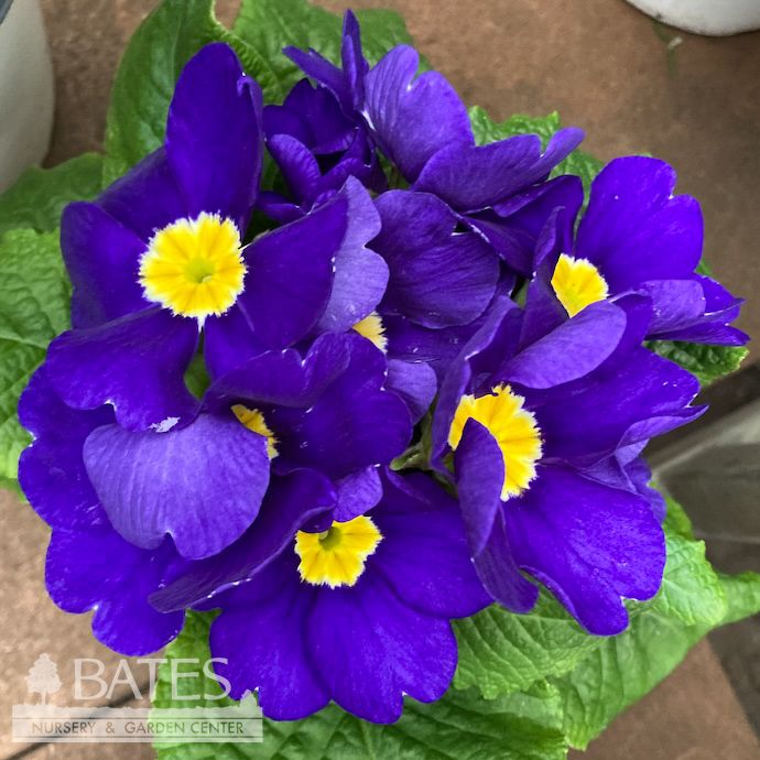 4P Primula/ Primrose Assortment