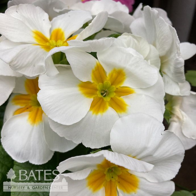 4P Primula/ Primrose Assortment