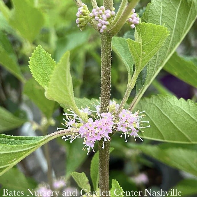 #3 Callicarpa americana/ Beautyberry Native (TN)