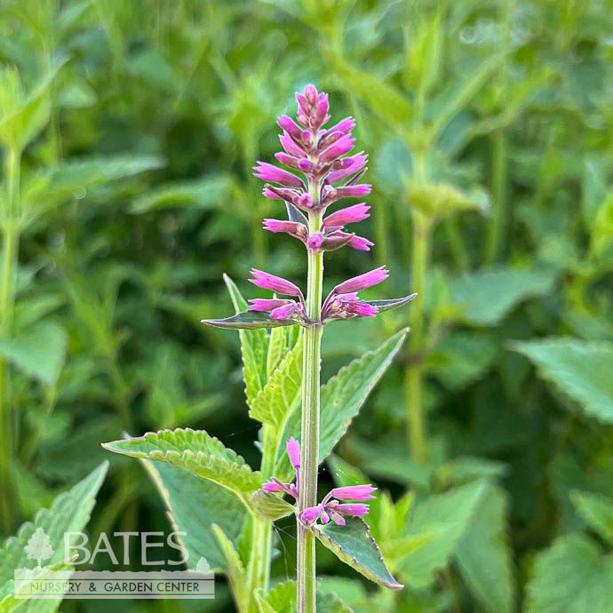 #1 Agastache barberi Tutti Frutti/ Lav -Pink Hummingbird Mint
