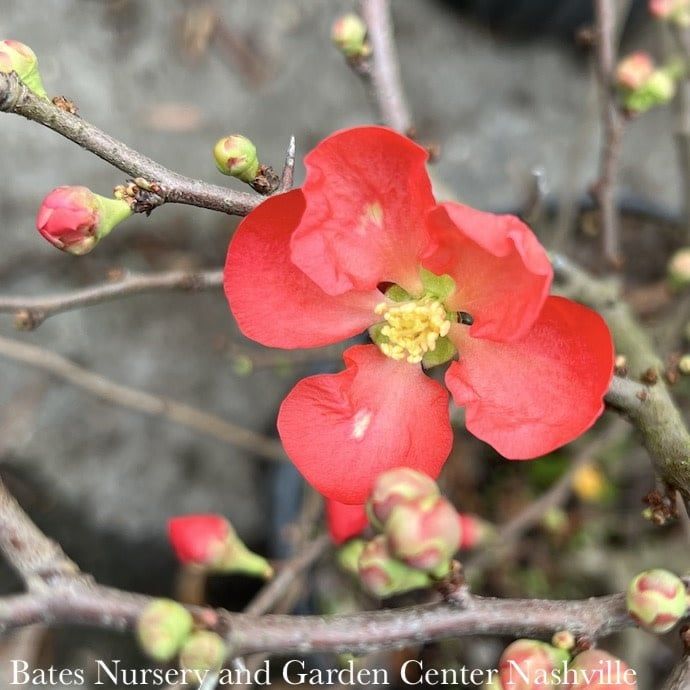 #2 Chaenomeles x superba Crimson and Gold/Flowering Quince