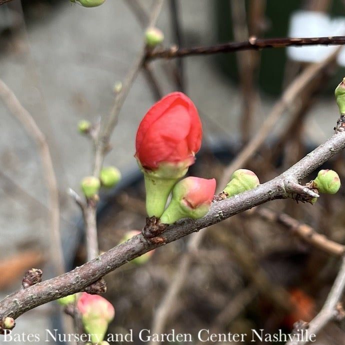 #2 Chaenomeles x superba Crimson and Gold/Flowering Quince