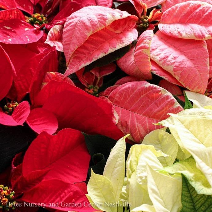 6p-6.5p Pot Poinsettia Assortment