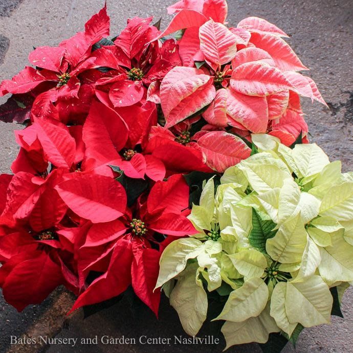 6p-6.5p Pot Poinsettia Assortment