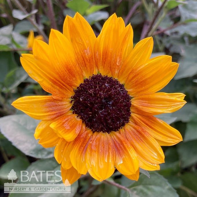 Tropical #1 Helianthus x annuus Sunbelievable 'Brown-Eyed Girl'/ Sunflower - No Warranty