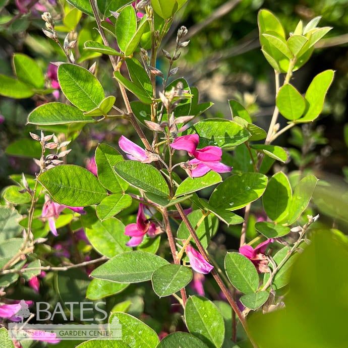 #3 Lespedeza thun var thun  Little Volcano/ Compact Bush Clover