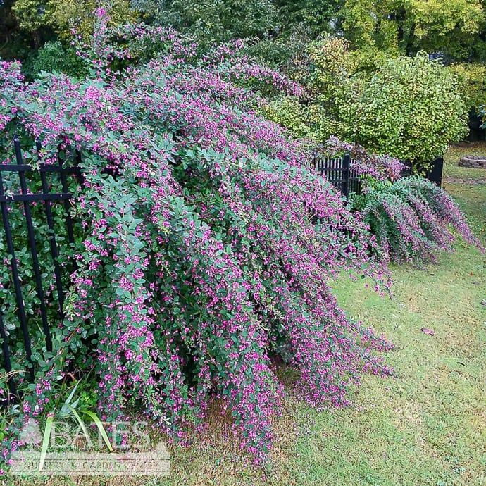 #3 Lespedeza thun var thun  Little Volcano/ Compact Bush Clover