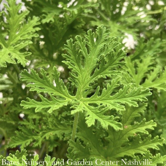 Tropical 6p /6.5P Geranium Citrosa/ Mosquito Plant (Citronella)  - No Warranty