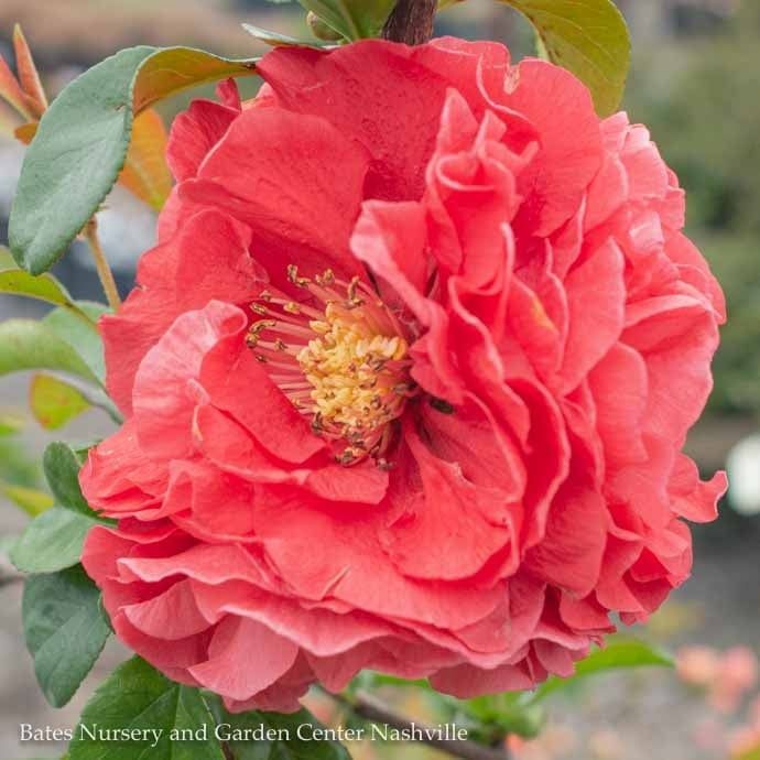 #3 Chaenomeles speciosa PW Double Take Pink Storm/ Flowering Quince