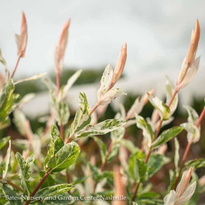 Pack De 2 Sauces Ornamentales Salix Flamingo – Maceta De 17 Cm, Altura 75-85 Cm, Resistente Al Invierno, Hojas Variegadas En Rosa, Blanco Y Verde, Ideal Para Jardín