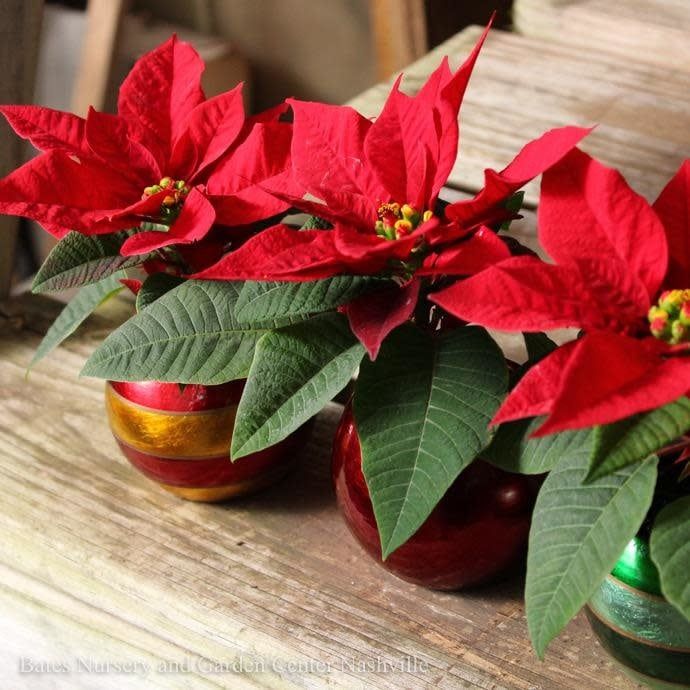 2p Poinsettia in Classic Globe Ornament Pot
