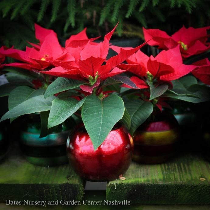2p Poinsettia in Classic Globe Ornament Pot