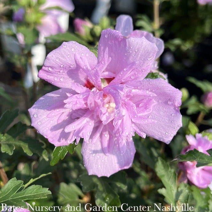 #3 Hibiscus syr Double Purple/ Rose of Sharon/ Althea