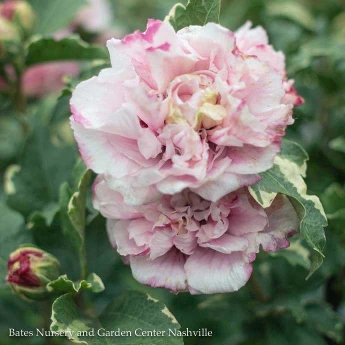 #3 Hibiscus syr PW Sugar Tip/ Rose Of Sharon/ Variegated Pink and White Althea